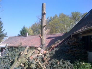 abattage arbre yvelines