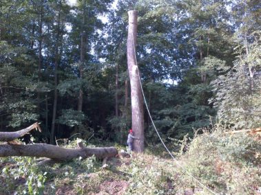 abattage arbre yvelines 2