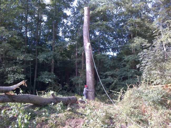 abattage arbre yvelines 2