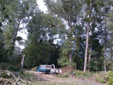 abattage arbre yvelines 4