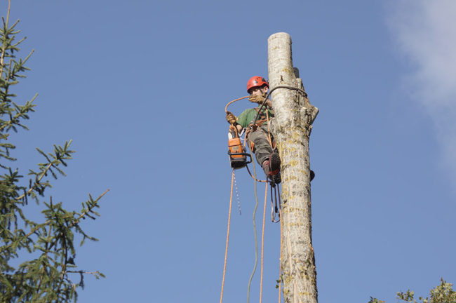abattage arbre yvelines 1