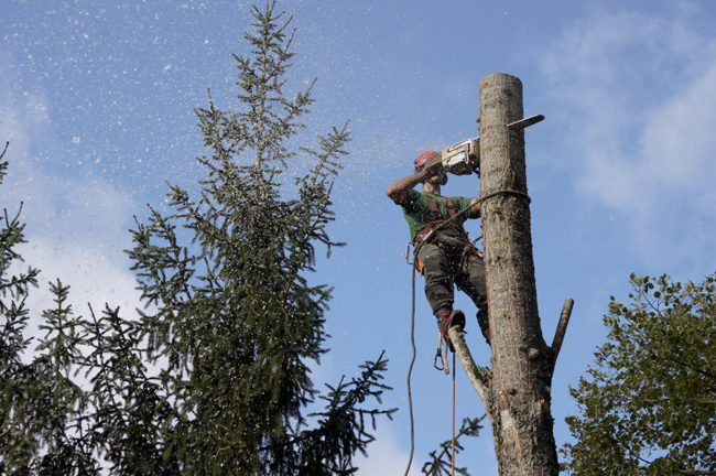 abattage arbre yvelines 2