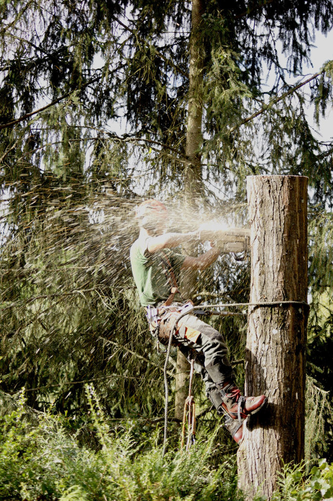 abattage arbre yvelines 3