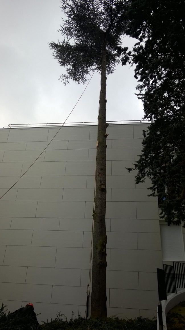 abattage arbre yvelines 4