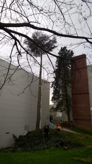 abattage arbre yvelines 5