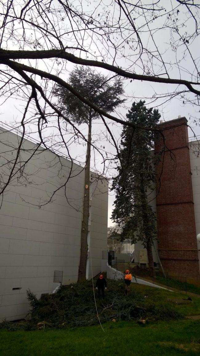 abattage arbre yvelines 5