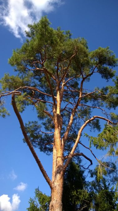 elagage arbre yvelines 10