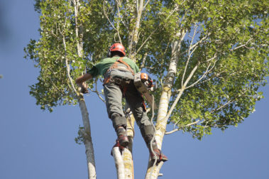 elagage arbre yvelines 5