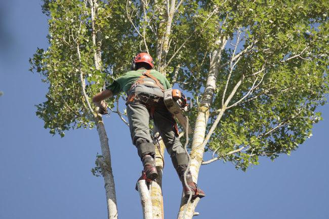 elagage arbre yvelines 5