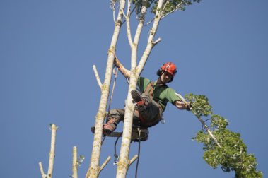 elagage arbre yvelines 6
