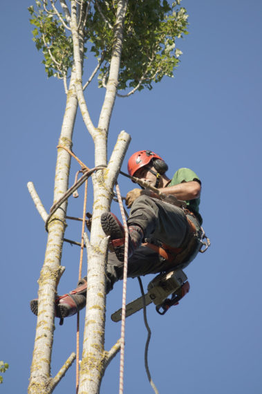 elagage arbre yvelines 7
