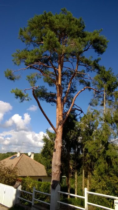 elagage arbre yvelines 9