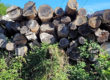 bois stock