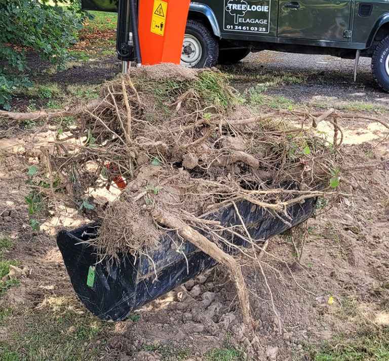 arrachage souche arbre par treelogie