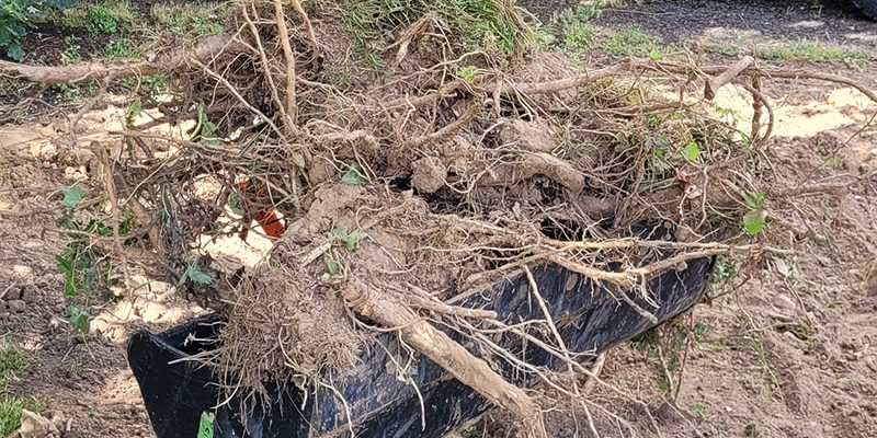 arrachage souche arrachage souche arbre par treelogie