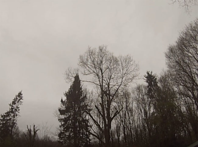 démontage d'un arbre dans les yvelines