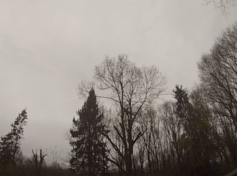 démontage d'un arbre dans les yvelines