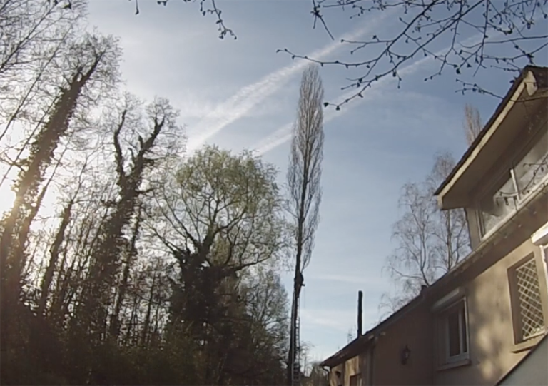 démontage d'un peuplier