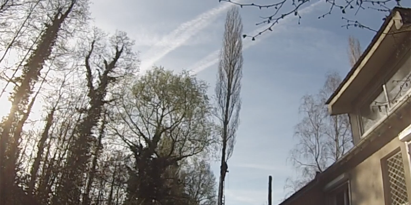 démontage d'un peuplier