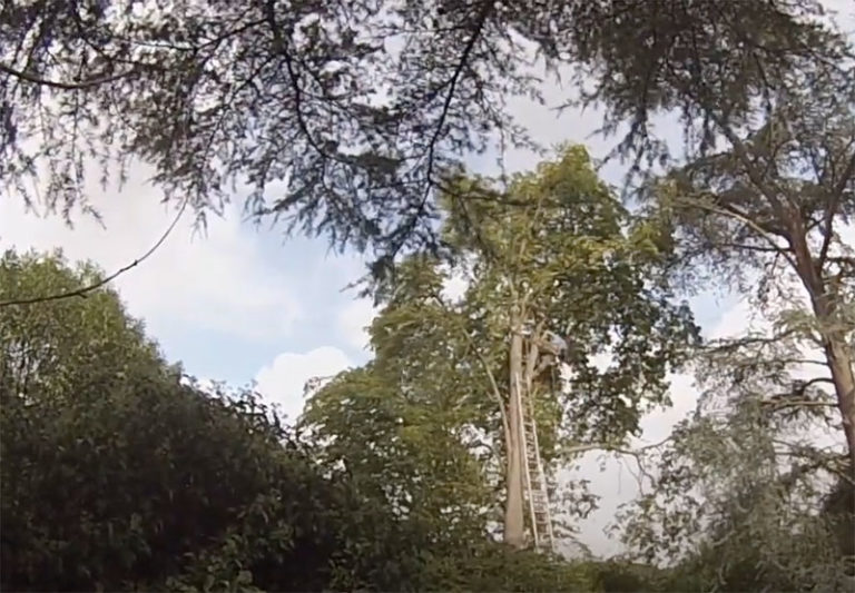 démontage arbre yvelines