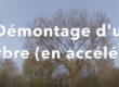 démontage d'un arbre par l'entreprise Treelogie