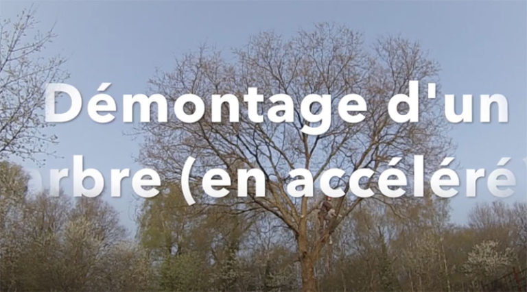 démontage d'un arbre par l'entreprise Treelogie
