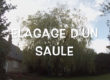 élagage d'un arbre (saule)