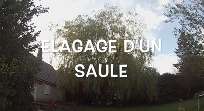 élagage d'un arbre (saule)