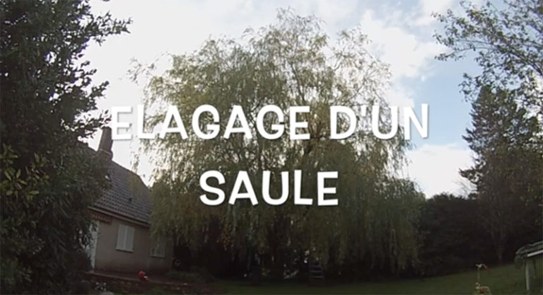 élagage d'un arbre (saule)