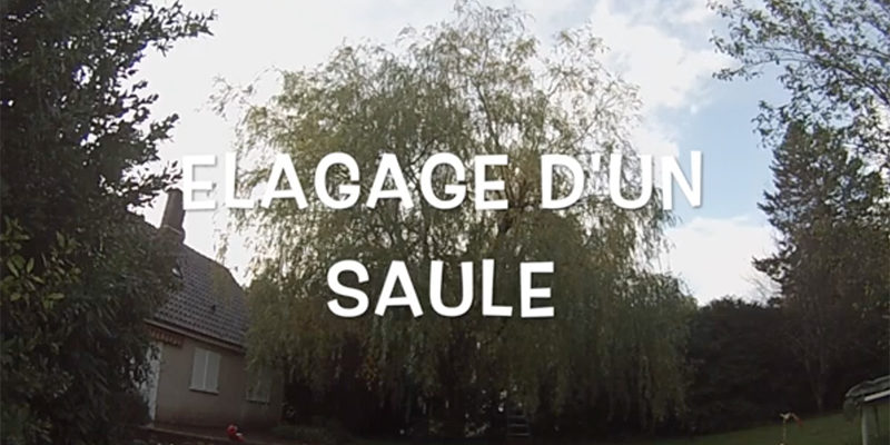 élagage d'un arbre (saule)