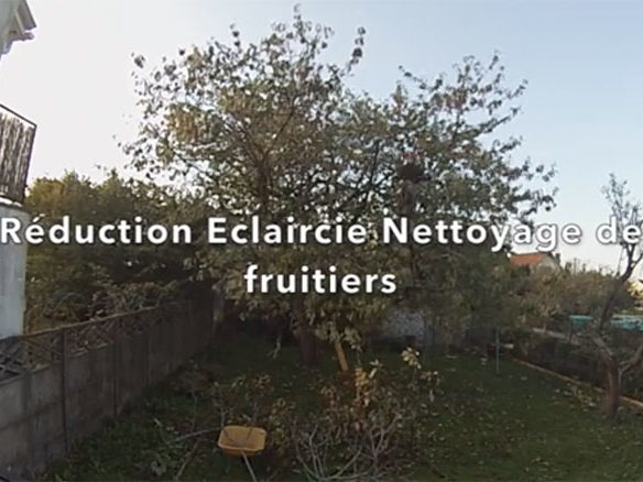nettoyage arbre fruitier Treelogie