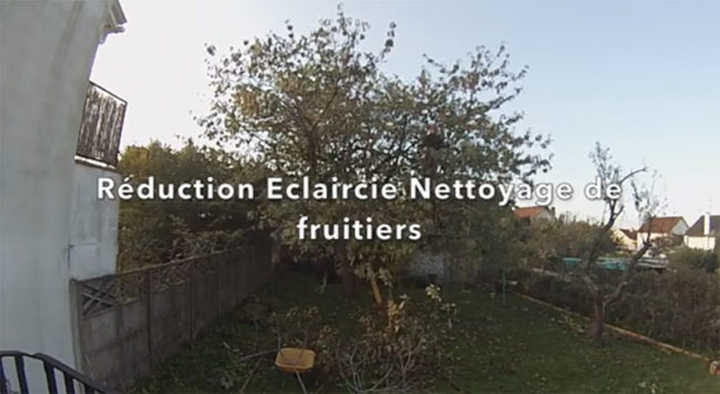 nettoyage arbre fruitier Treelogie