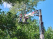élagueur d'arbre