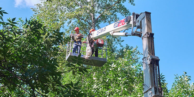 élagueur d’arbre élagueur d'arbre